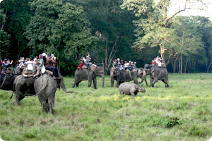 Jungle Safari in Chitwan National Park