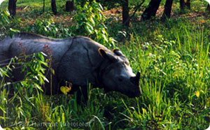Kahtmandu- Pokhara- Chitwan Wildlife Package Tour