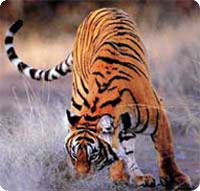 Jungle safari in Bardia National Park