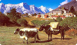 Everest View  Trekking