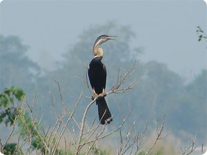 Koshi Tappu Bird Watching